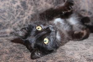 отдам в хорошие руки котенка-девочку #1147220