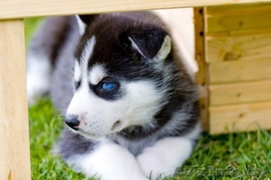 продам щенков хаски. голубоглазые мальчишки ждут хозяев #1152678