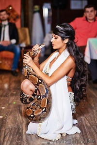 Шоу Спектакль с Живыми Змеями на ваш праздник #1143632