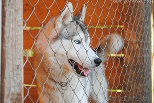 Хаски,  шикарный импортный кобель для вязки #1146613