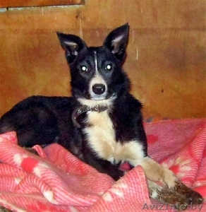 Умка,  миниатюрный олененок,  ищет дом #1149923