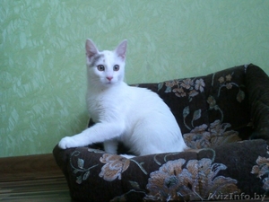 АЛИСА - ТРЕХЦВЕТНАЯ БЛОНДИНКА В ДАР!!! #1154156