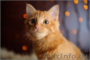 Солнечная малышка в дар! #1143387