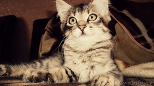 Отдам красивых котят #1147900