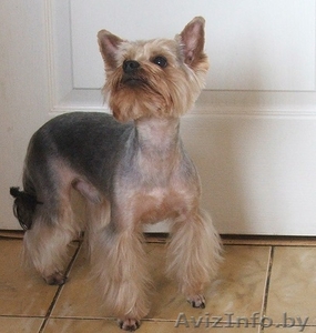 Стрижка собак и кошек в Минске #1141742