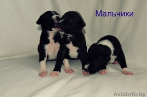 предлагаются щенки Американского стаффордшитского терьера   #1148938