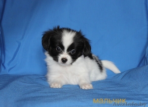 Предлагаем щенков папийона  #1134101