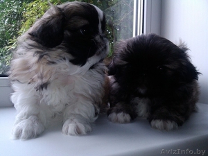 ОЧАРОВАШКИ Девочка и мальчик пекинесики #1142722