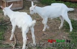 Зааненские козлята #1145641