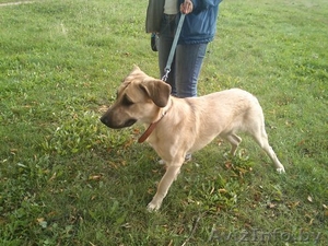 Собаке срочно нужна помощь #1145835