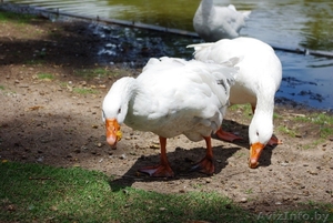 Гуси-гуси-гуси-гуси #1148536