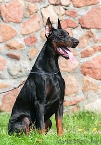 Продам Прекрасных Щенков Добермана #846185