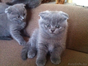 Котята британские и вислоухие скоттиш-фолд #1148520
