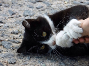 Красавец-котомужчина в дар! #1144610