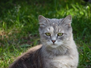 Молоденькая кошечка Катерина в дар! #1144605