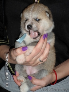 АКИТА-ИНУ щенки #1153540