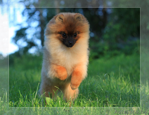 Шпиц померанский щенок Недорого #1147186