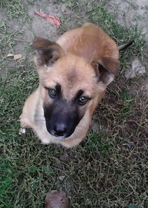 Отдадим щенков в хорошие руки #1153558