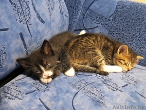 Котятки даром в хорошие руки #1150842