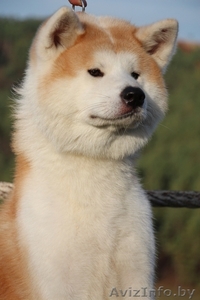 АКИТА-ИНУ кобель для вязок #1153535