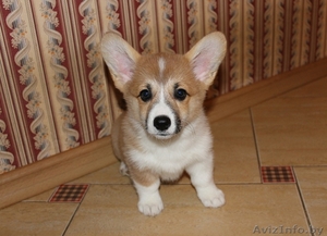 Щенки вельш корги пемброк #1134102