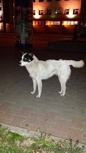 Найдена собака!!! #1151662