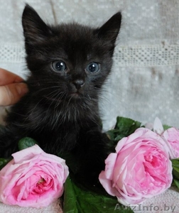 Очаровательные котодетки в добрые руки!!! #1142167