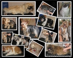 Курсы грумеров(стрижка собак и кошек) в Минске!!! #307780