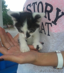 отдам котят БЕСПЛАТНО #1142149