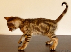 котята бенгальской породы #1141180