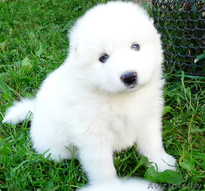 Самоед Самоедская лайка Самоедская собака #1153186