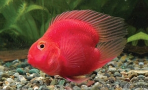 Попугай пурпурный - Аквариумные рыбки #1150321