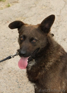 Ричи - преданный друг в добрые руки! #1154154