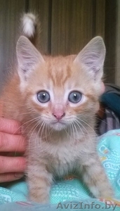 Отдам котёнка-мальчика в хорошие руки! #1153635