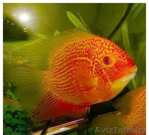 Северум красный жемчуг (ложный дискус) - Аквариумные рыбки #1150320