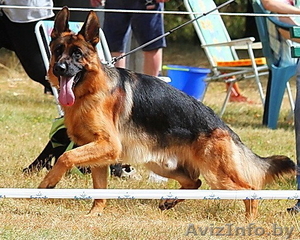 немецкая овчарка,  щенки из племенного питомника  #1149007