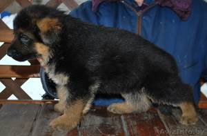 Элитные щенки немецкой овчарки из племенного питомника 