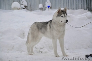 Серо-белый кобель Хаски для вязки #1148295