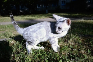 Бенгальские котята красивые #1142900