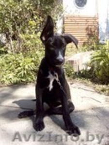 Щенки в ДАР!! Щенок в дар! #1153698