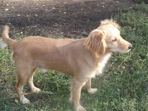 Знакомьтесь!!!!! Это ушастое чудо зовут Ронни! #1147680