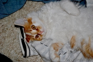 Рыжая морда скучает у окошка и ждет своих родителей!!!!!!!!  #1143518