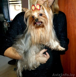 вязка йоркширского терьера #1164629