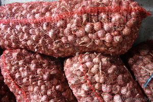 Озимый чеснок 