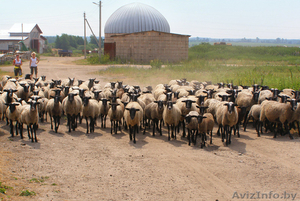 Продаю племенных овец романовской породы #1160322