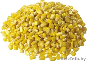 Куплю кукурузу фуражную #1161459