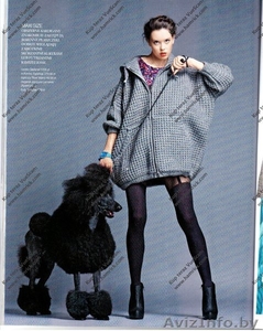 Королевский пудель украсит ваши фото #1154781