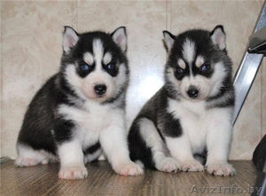 Щенки Сибирского Хаски. #1162148