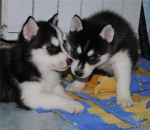  4 Щенки сибирского хаски  #1162163