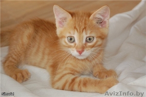 Подарю рыжую красотку #1155993